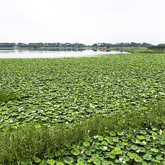 写真の説明を入れます