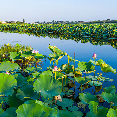 写真の説明を入れます