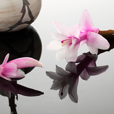 写真の説明を入れます