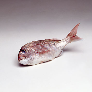 写真の説明を入れます