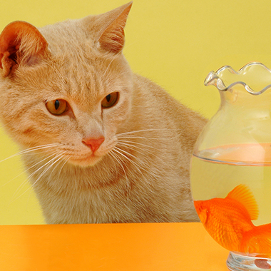 写真の説明を入れます