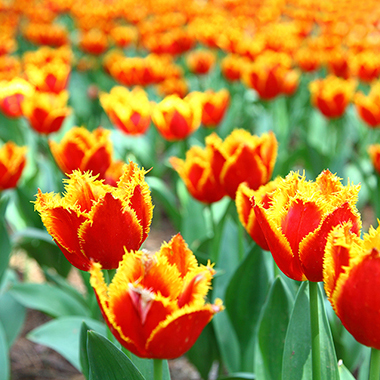 写真の説明を入れます