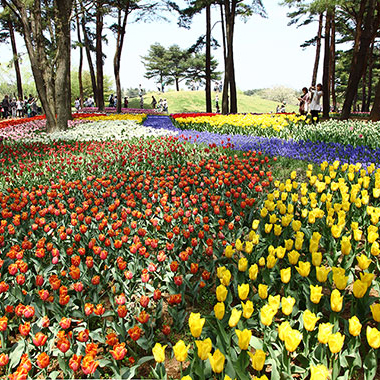 写真の説明を入れます