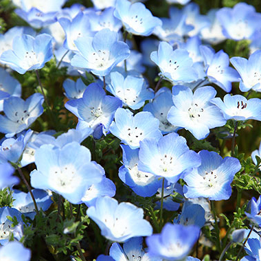 写真の説明を入れます