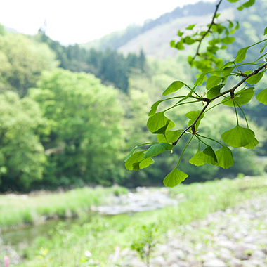 写真の説明を入れます