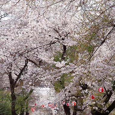 写真の説明を入れます