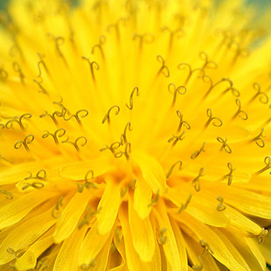 写真の説明を入れます