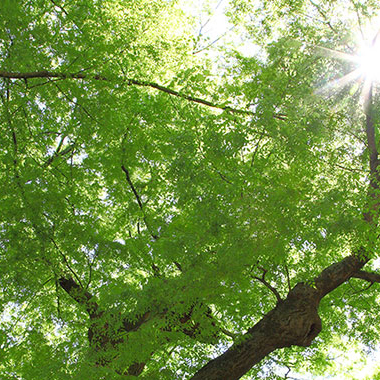 写真の説明を入れます