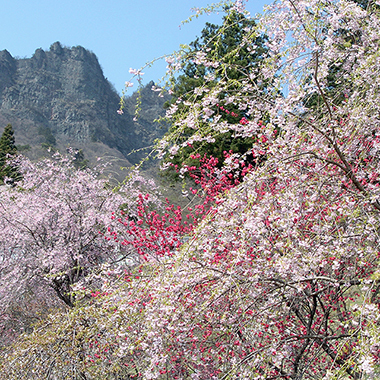 写真の説明を入れます