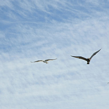 写真の説明を入れます