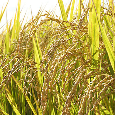 写真の説明を入れます