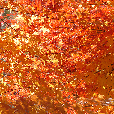 写真の説明を入れます