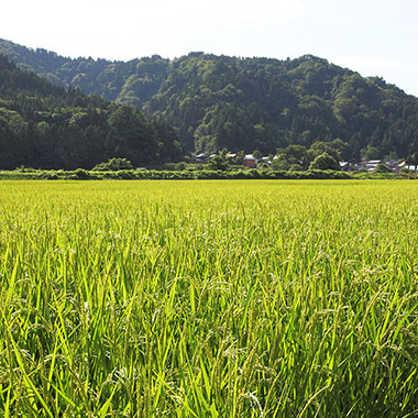 写真の説明を入れます